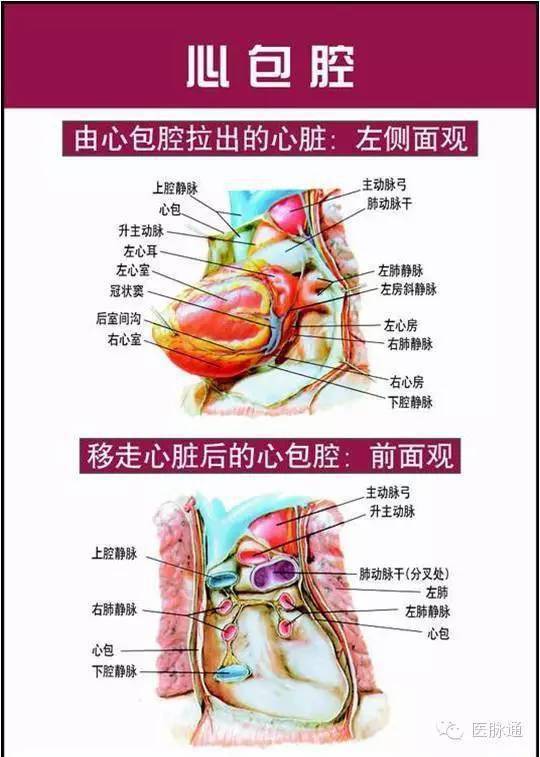 美图时刻 | 唯美的心脏解剖图片