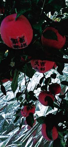 苹果|大连苹果冷热不均