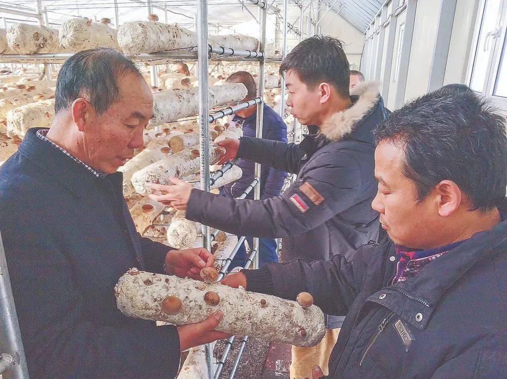 常年扎根太行山区,探索食用菌产业扶贫 侯桂森获"全国脱贫攻坚奖