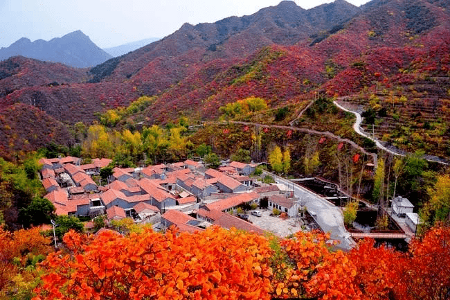 门头沟区清水镇将变成一个 "红叶大景区" 看红叶,赏秋色,不必扎堆