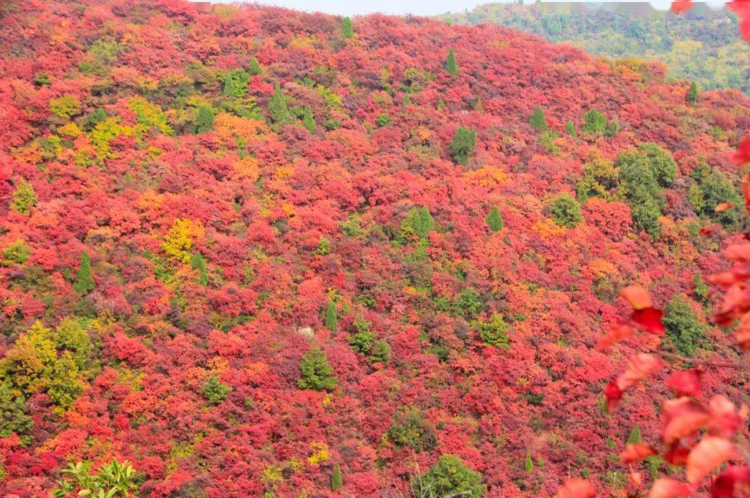 心仪韩城满山红叶似彩霞黄栌深处是香山