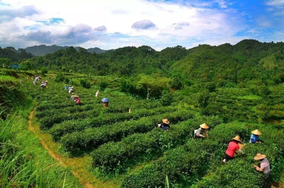 广西梧州六堡镇有着1500多年种茶历史