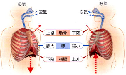 运动表现的呼吸肌力训练