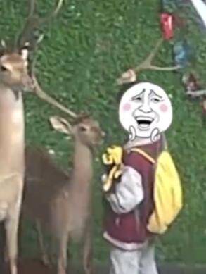 鹿角|小学生拔标本鹿角给爷爷补身体，网友：初心虽好，但家长需好好教育