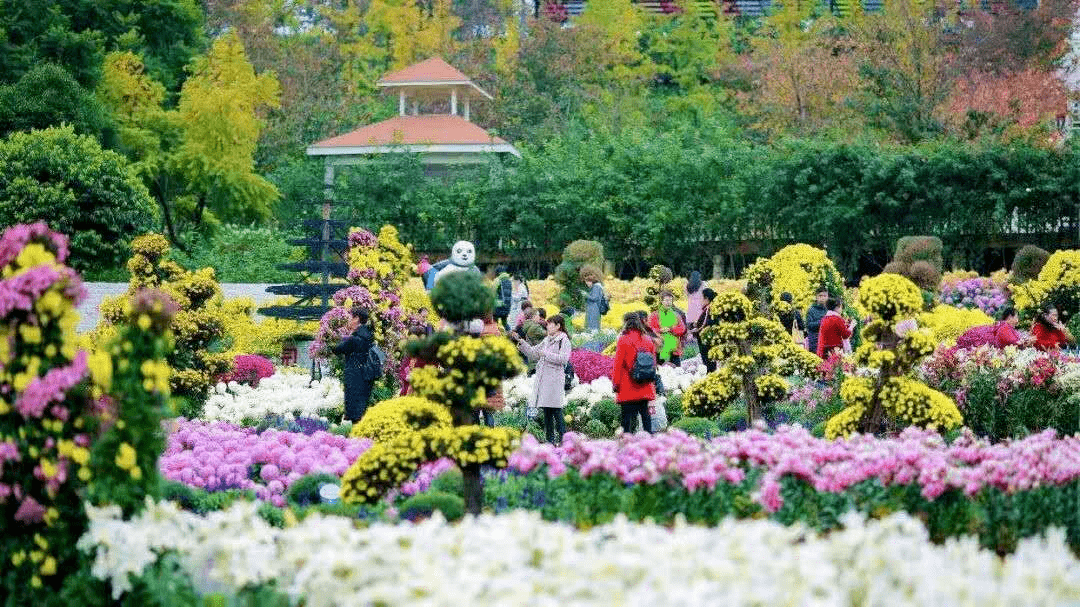 东钱湖被瞩目啦!2020宁波首个古风菊花节/恐龙乐园10月31日盛大开业!