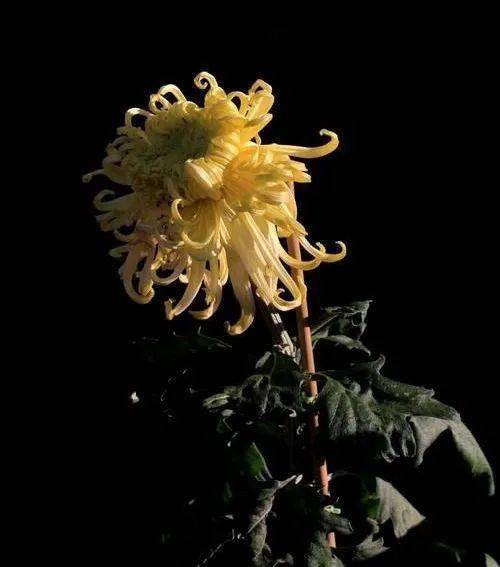 霜降:你舍得告别秋天吗?_菊花