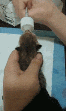 2c2dcfa4297749acb4de2d991a473765.gif