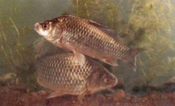 水域|深秋钓大鲫鱼很容易！学会这5招