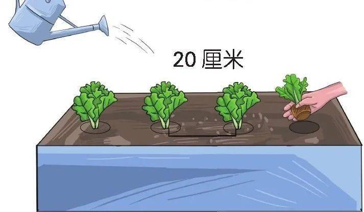生菜生长周期短宜照顾,"懒人,菜鸟,杀手"都占全也能栽种成功