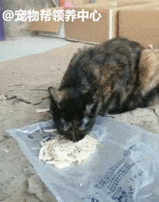 dbad9bea6a5e41d88b0ff50008eac7d8.gif