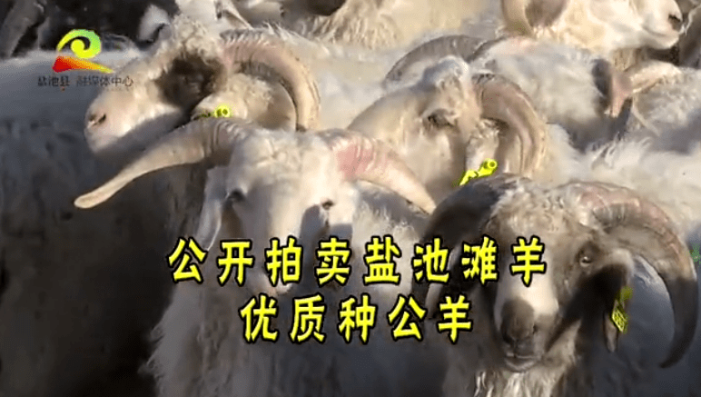 速看!盐池县优质滩羊种公羊拍卖公告