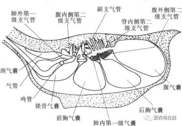 我们先认识一下鸡体呼吸系统的构造