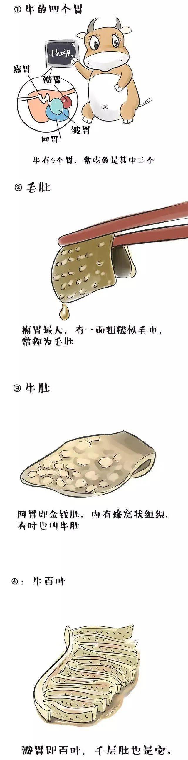 锅美优食牛肚毛肚千层肚傻傻分不清楚