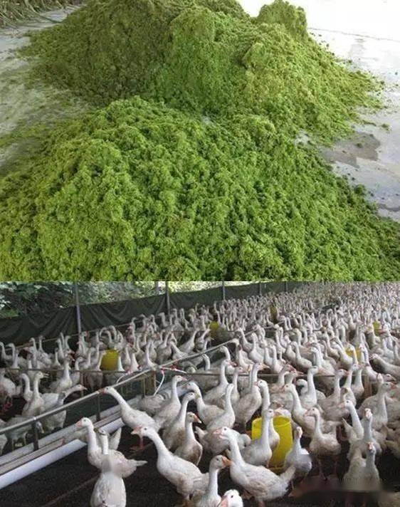 【案例】北海市合浦县这家养鸭场采用发酵部分牧草降成本实用技术分享