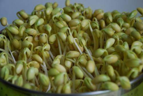 黄豆芽怎么发芽 2ef3d02ca2e4401e9293a6694b66f1a4.jpeg