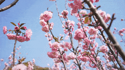 在这花的海洋里,每一帧都可以做壁纸!