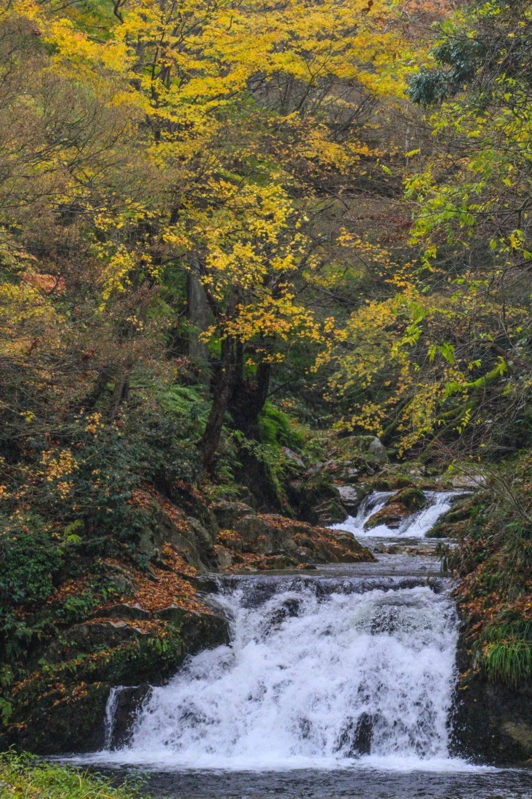 32 岛根县  奥出云 岛根县东部,斐伊川支流大马木川,三刀屋川流域一带