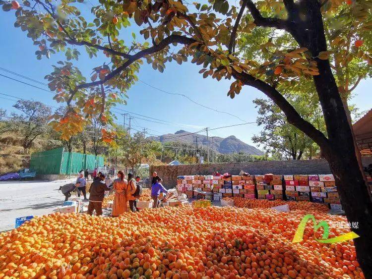 柿子沟果品市场一派繁忙景象俗话说"七月小枣八月梨,九月柿子串满集