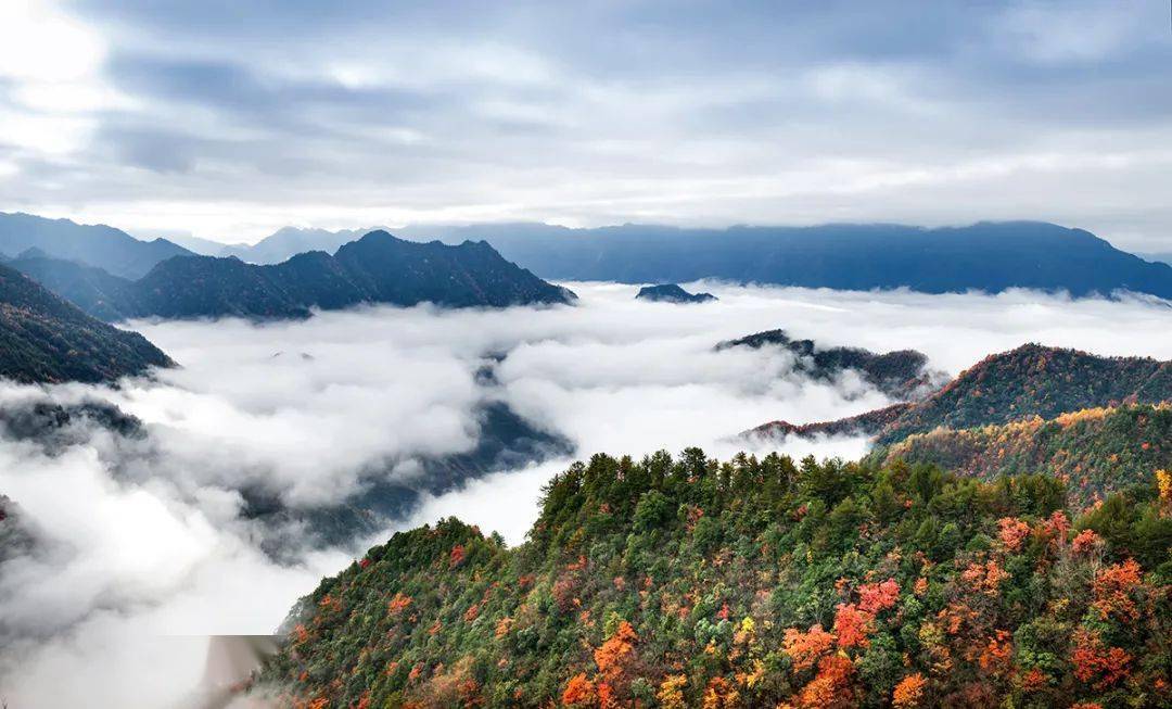 美爆了丨赶紧相约大巴山来一场红叶及彩叶游