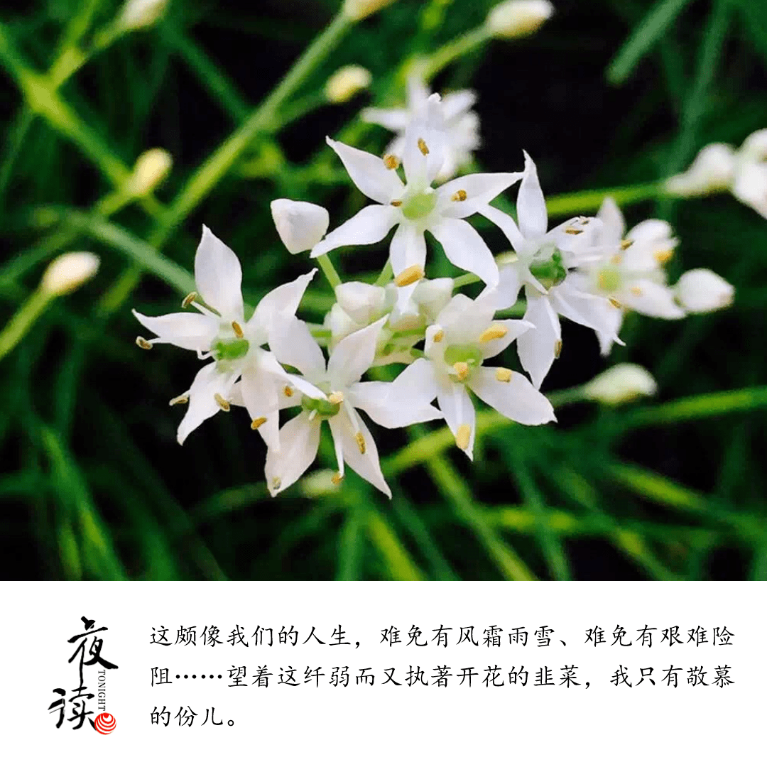 韭菜开花