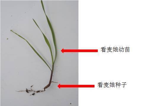 5,菵草菵草幼苗的第一片真叶长1.5-2.2厘米,宽0.