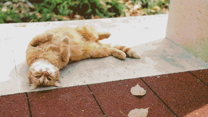 高校|上海高校萌宠看过来