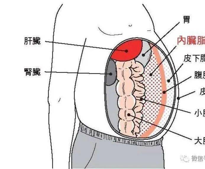 当内脏脂肪愈积愈多,就会有大肚子.