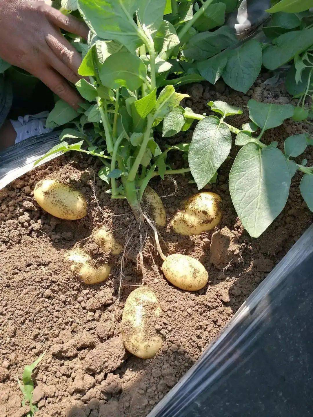 2.土豆喜欢温凉的环境,高温不利于土豆的生长发育. 3.