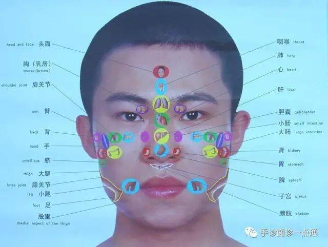 面诊就是透过面部反射区知道脏腑疾病与健康状况的诊法,下面是帮助