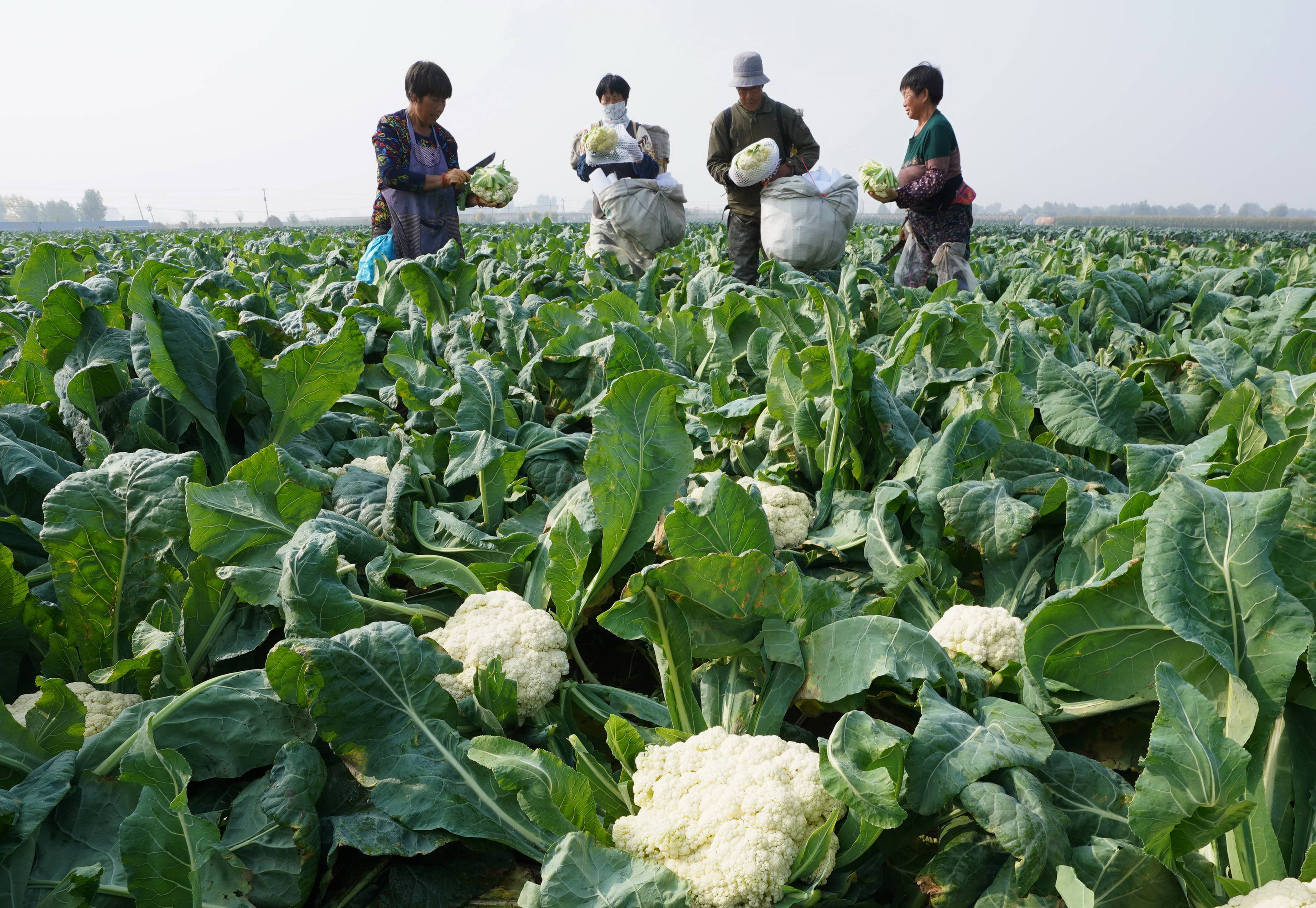 烤串100种类,烤花菜,烤蔬菜(第13页)_大山谷图库