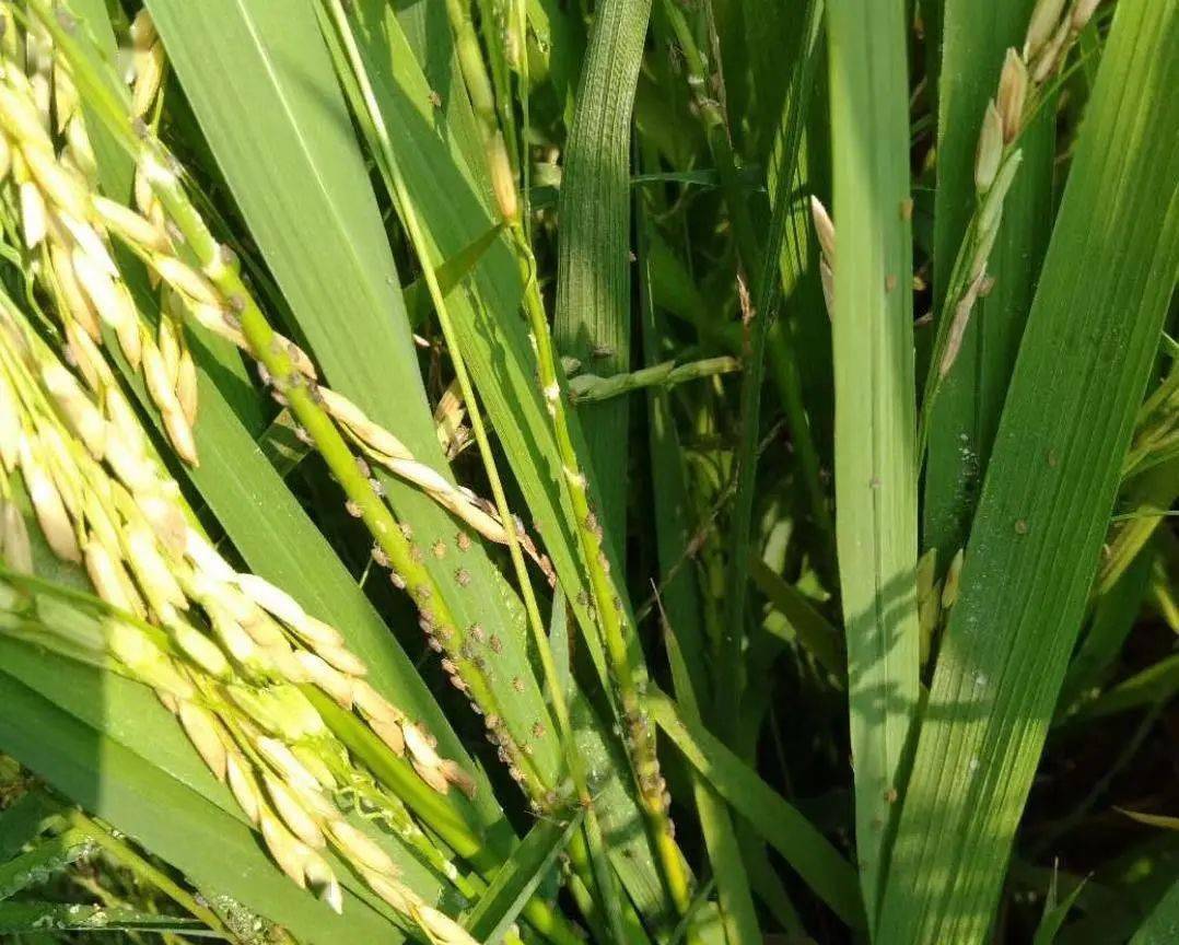 老农种田几十年,总结了防治水稻飞虱几个小技巧
