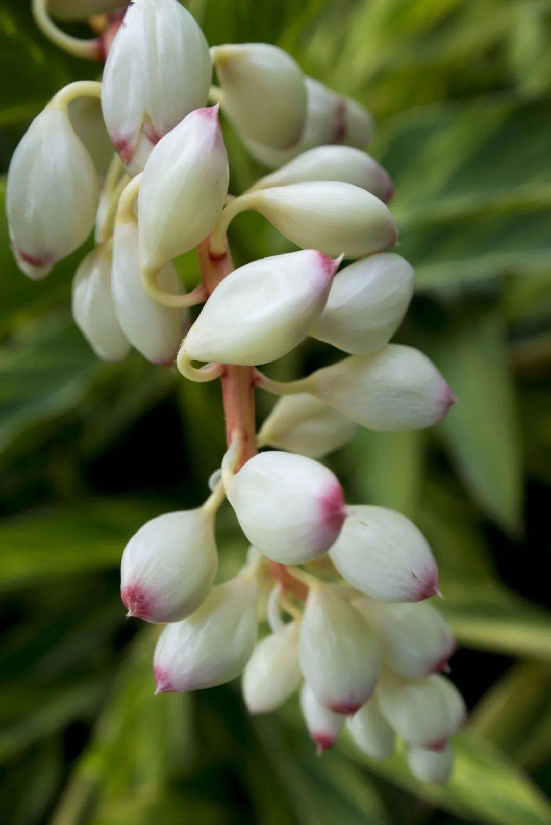 新垣结衣|说起“治愈系”，你会想到？