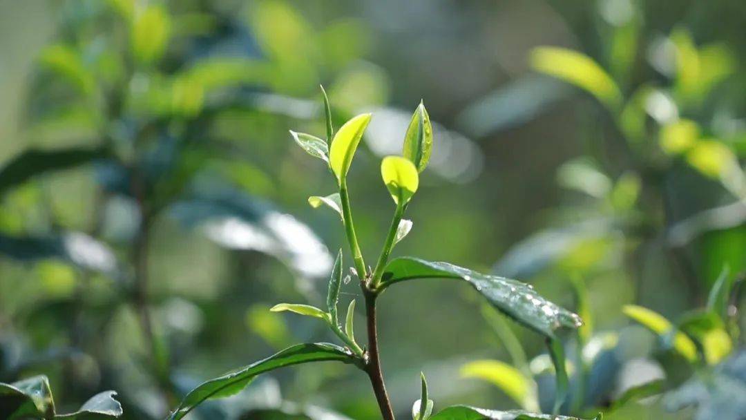 2020年古树春茶价格_﻿曼松古树4万元/公斤2020年云南100座山头春茶价格公(2)