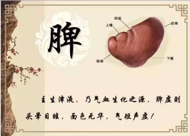 脾胃乃生命之根本!健脾胃就是养元气,养生命!