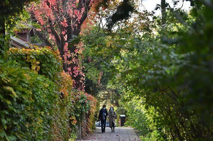 燕南园|未名湖、静园、燕南园……北大秋色的美，是你想象不到的