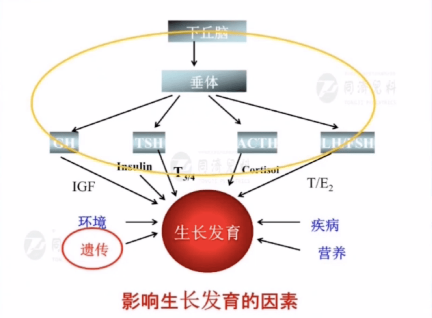 下丘脑垂体-生长激素-igf1 轴相关的基因变异;下丘脑垂体发育相关基因