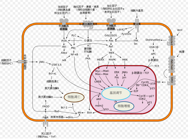 什么是系统生物学 集智百科 研究