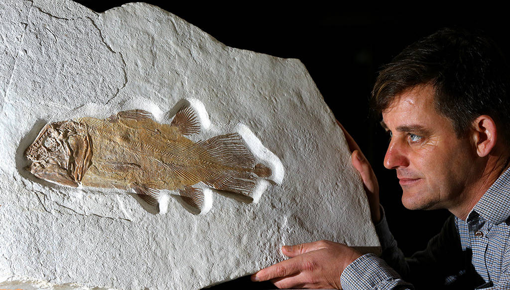 英国将拍卖罕见腔棘鱼化石