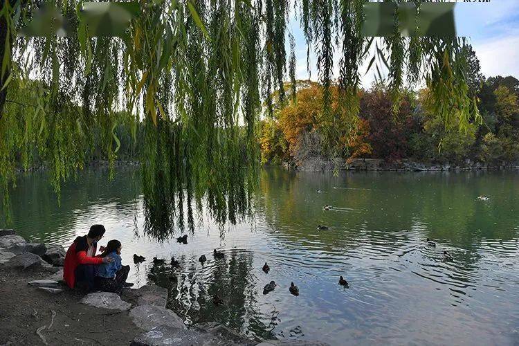 燕南园|未名湖、静园、燕南园……北大秋色的美，是你想象不到的