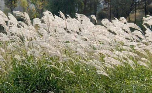 枫叶荻花秋瑟瑟