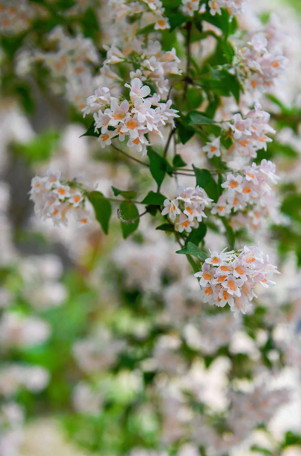 每日植物 猬实 kolkwitzia amabilis_钟形