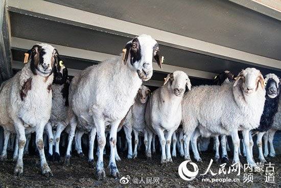 蒙古国3万只羊是如何体检的_http://www.tianyiqj.com_热点资讯_第1张