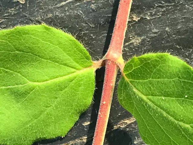 每日植物 猬实 kolkwitzia amabilis_钟形