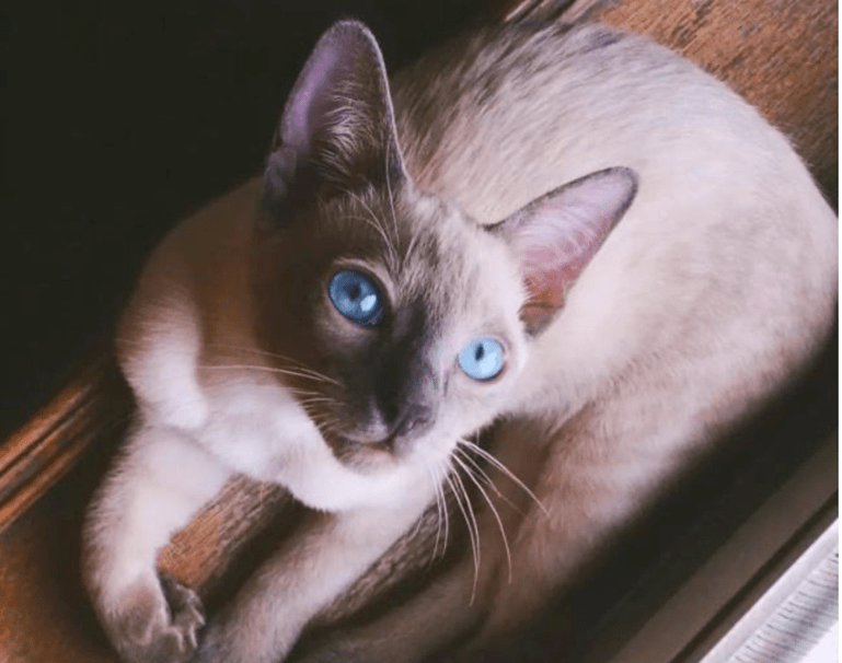a827518cdc464beeb7267a73cf21371d.png