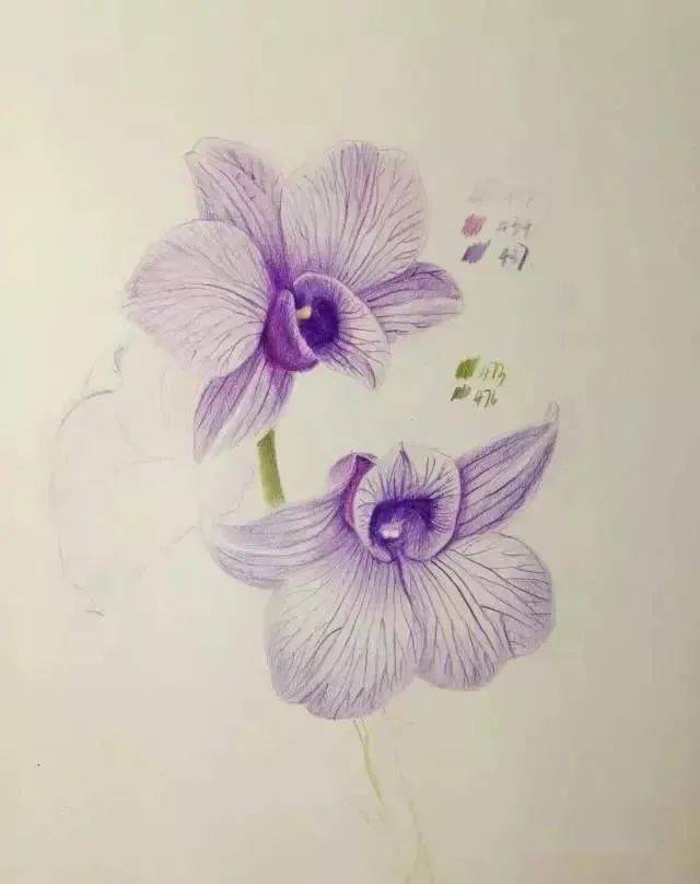 彩铅花卉教程 | 用彩铅画一朵兰花,彩铅花卉步骤教程