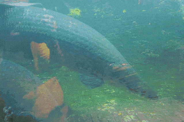2020深圳万圣节指南来啦!百鬼夜行,狂欢派对.组队捉鬼去!