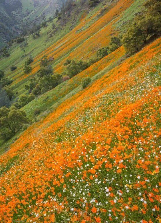 漫山遍野的鲜花,满眼春光