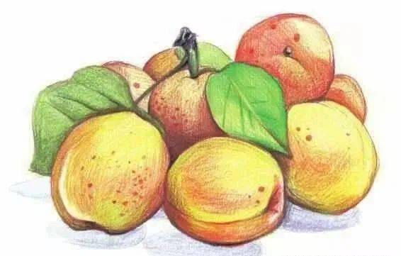 彩铅水果教程 | 黄杏的画法步骤图,彩铅画入门水果