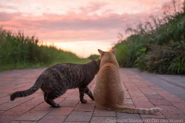 一只猫的生命哲学 2664be5281e84d3ebb98d8bd119e097e.jpeg