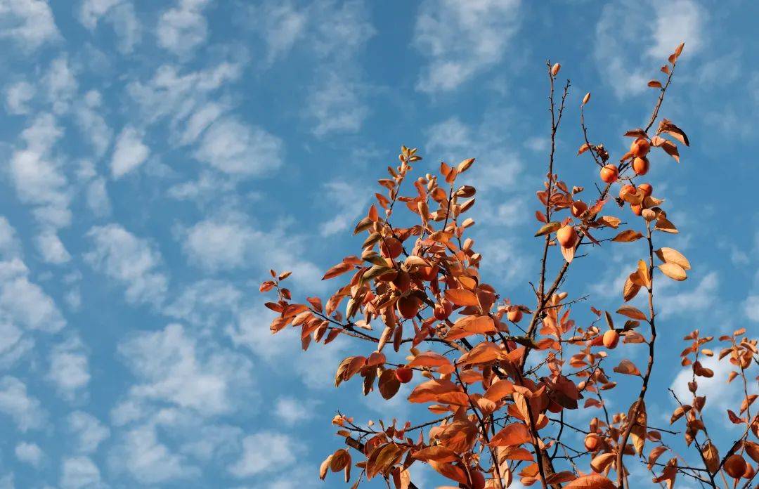 青年|柿子就像我磕的CP，要么好甜，要么好涩